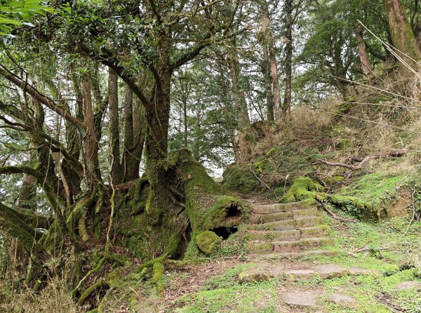 [山海圳_聖山之路_第二段1/4] 2026_0802 鹿林山3109111