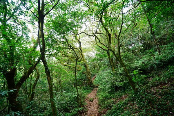 新北 三芝 小觀音山群峰3085450