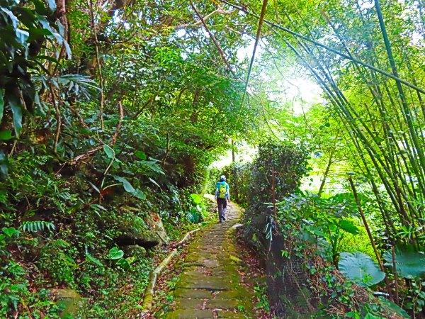 夏日水圳古道之旅：走坪頂古圳步道消暑去637430