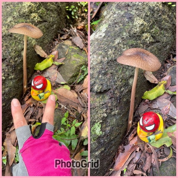 銀河洞越嶺貓空-新高麗坑山-銀獅縱走-猴山岳群峰+三條魚縱走3032096