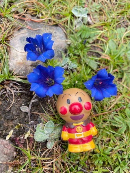 川藏33天深度之旅💙#稻城亞丁-來古冰川2902349