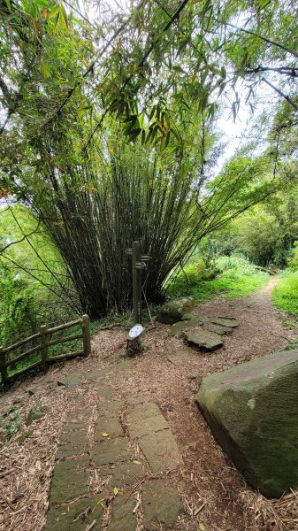 中正山環型步道2109293