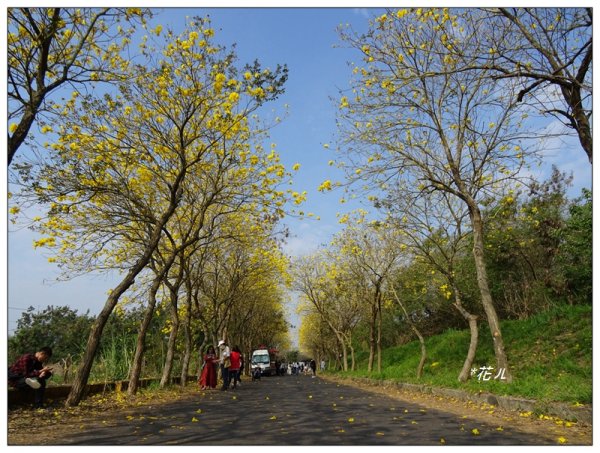 嘉義/朴子溪風鈴木874438