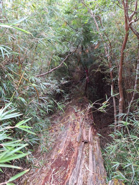 觀霧之榛山O型202411232653916