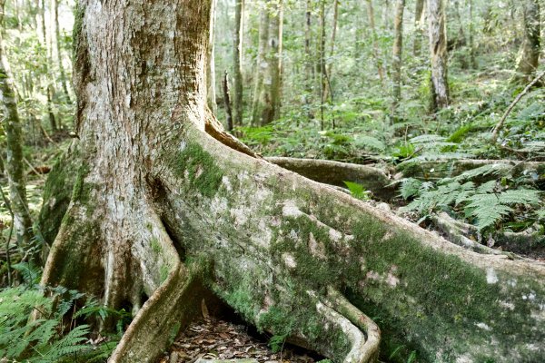 谷關七雄：八仙山468268