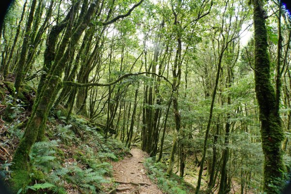台中 和平 南松鶴山、八仙山、東松鶴山2877965