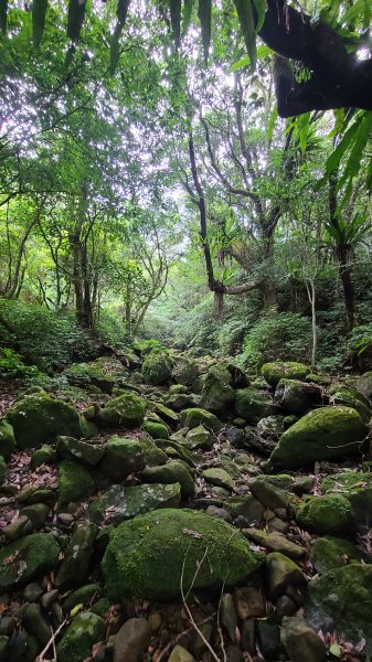 臺北士林-荷蘭古道2208242