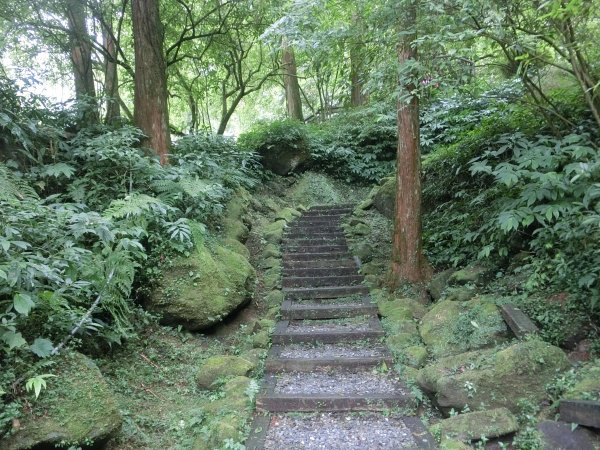 溪頭銀杏神木彩虹橋459523