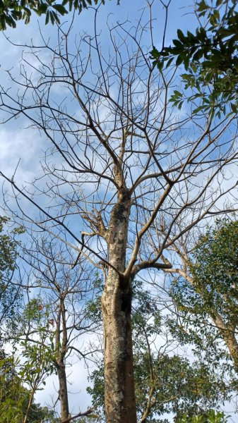 Cherry Blossom Season2013604