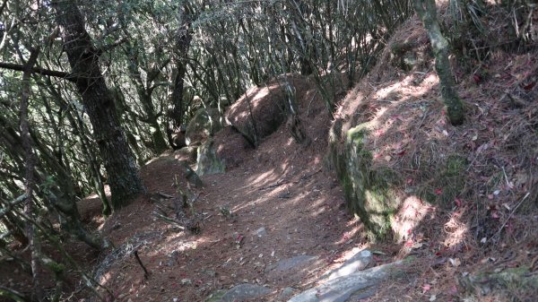 東埔山登山健行趣(中級山)2031799