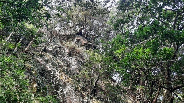 《新竹》斷崖神木｜北得拉曼步道小P繞202510172917512