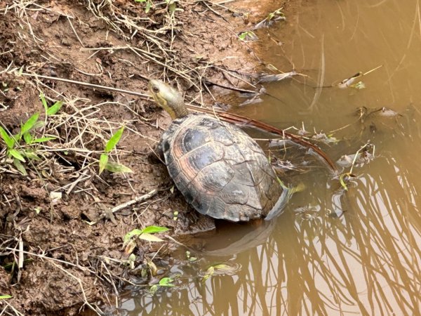 臺北大縱走第三段 小油坑》風櫃嘴2478286