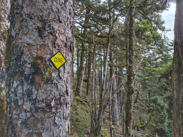 20220625台東海端向陽山、向陽山北峰、三叉山、嘉明湖1745658