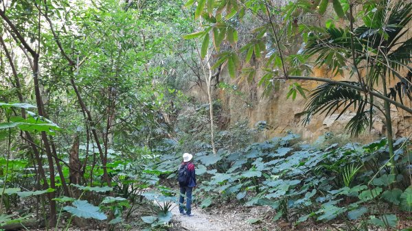 《彰化》原始峽谷｜八卦山一線天步道202502282723522