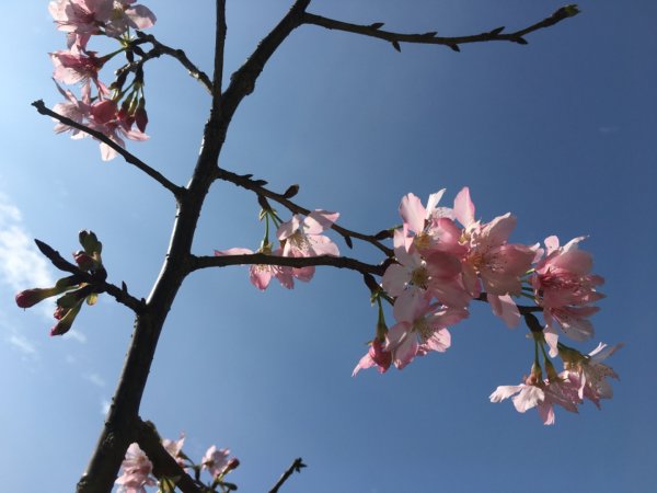 福氣步道、養生步道、長庚養生文化村2441868