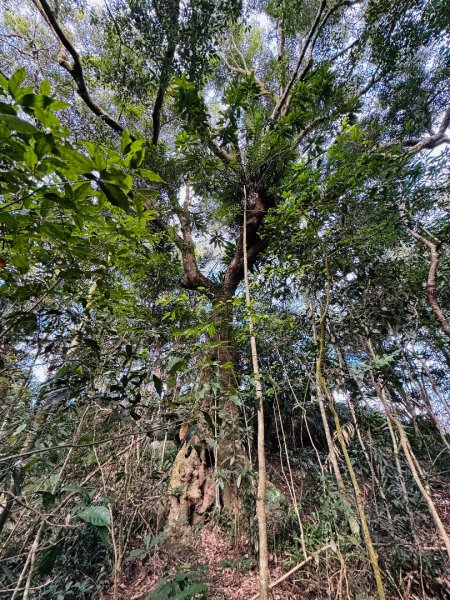 六龜警備道茂林段：網子山-網子山東北峰-鳴海下山-鳴海山(小百岳#71)2981459