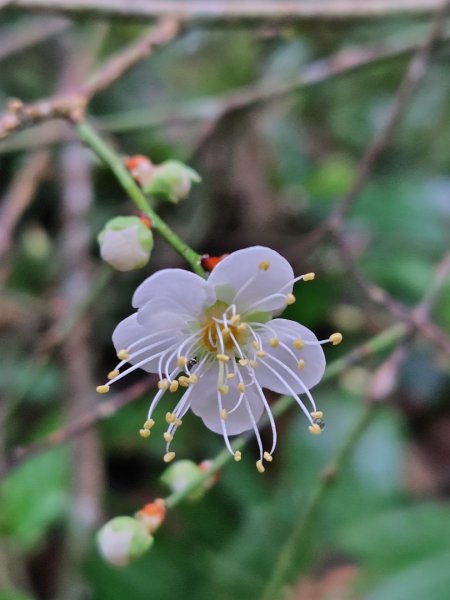 鳳鳴古道 鳳鳴山 南隘勇（南長城）古道 三湖山 八達嶺（龍骨）古道 綠色古道 延平古道2975112