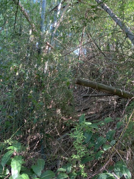 20251122高雄河埧寮2945290