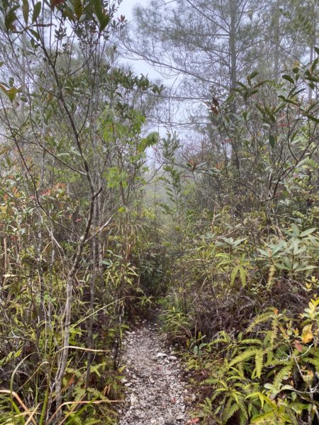 水社大山水晶蘭大爆發881607