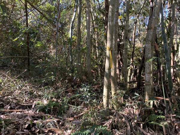 20250120高雄三縣界山-河表湖山-拉比嶺山-玉打山2697483