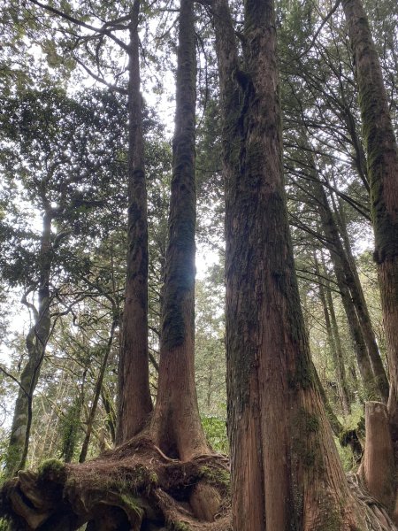 10阿里山小笠原對高岳1120125