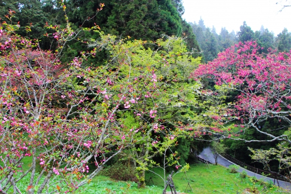 阿里山櫻花 唯美詩韻 ~ 高山+鐵道+神木+湖水 ...265491