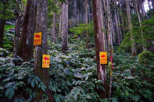苗栗南庄鄉 向天湖山中記憶裏的海狸碎片1555786