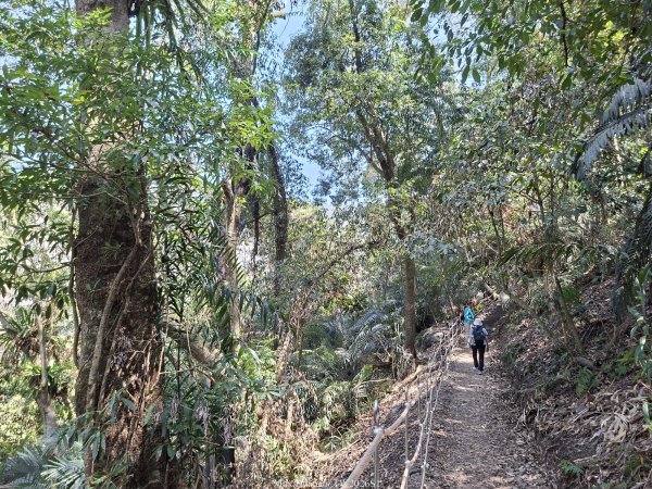 《台中》巨人之手｜雪山坑環線步道202603223021461