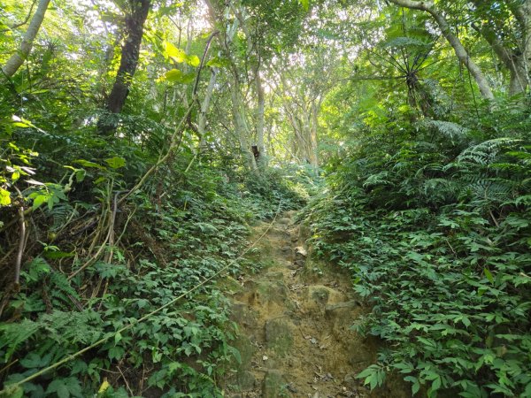 桃園石門山（小百岳）2910049