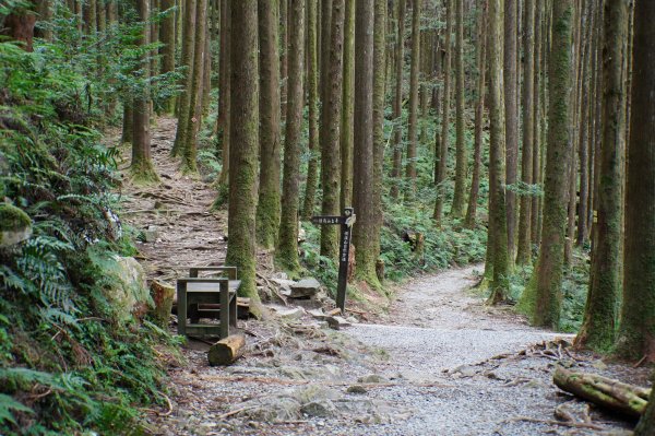 臺中 和平 橫嶺山、沙蓮山、笛吹山2974920