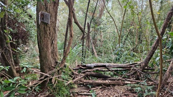 20260127流水蓮華-飛沙縱走-坑尾山南稜2992543