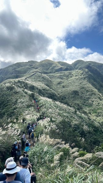 黃金三稜賞芒花2950883