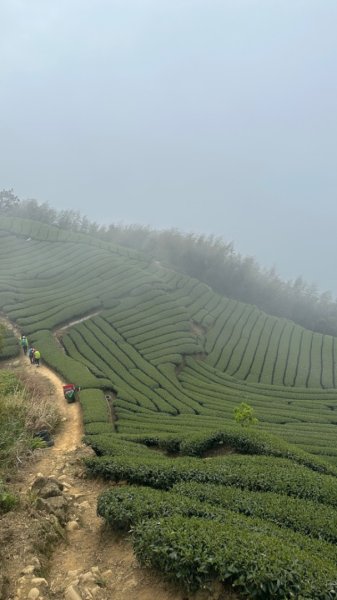 雲嘉連峰/青年嶺/水社寮2750437