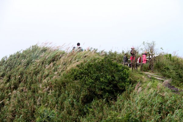 草嶺古道-桃源谷遍野芒花翻飛，飽覽絕美山海奇景！2335604