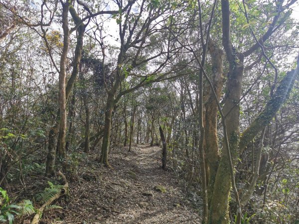 猴山岳萬壽路登山口-猴山岳-林家草厝-猴山岳山腰路-泰元農場 踽踽獨行2720832