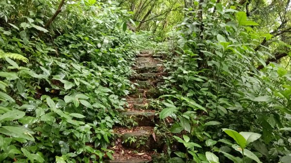 信義區虎山溪步道-岩刻佛像岩下路-四獸山步道-拇指山-南港山-九五峰-麗山橋口步道3076175