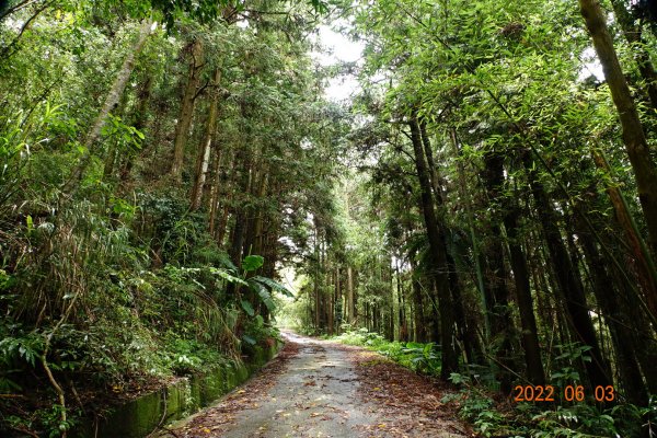嘉義 梅山 鹿崛坪山(幼葉林山)1730026