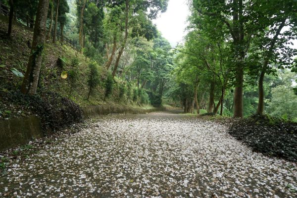 鳴鳳山古道賞桐趣328104