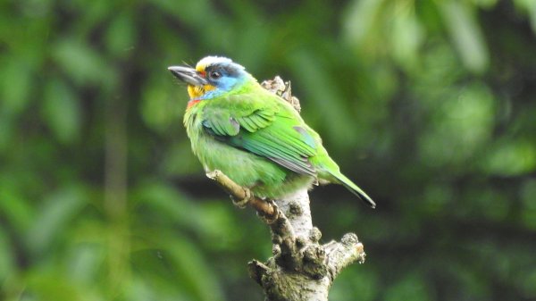 陽明山趴趴走 #琉璃光雲海 ，首拍 #綠鳩 4/272770732