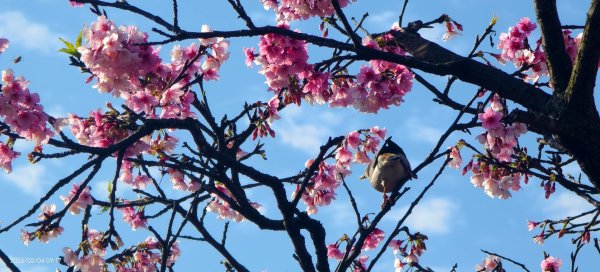 #栗尾椋鳥 #綠繡眼 #東湖樂活公園 #花園新城 #屈尺 #寒櫻 2/42992842