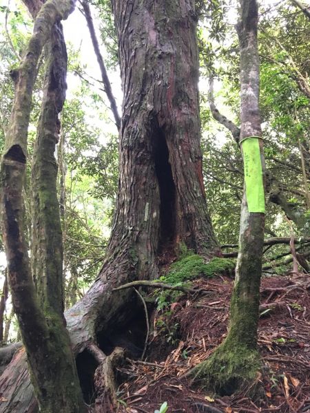 2018/06/18高台山連走島田三山353740