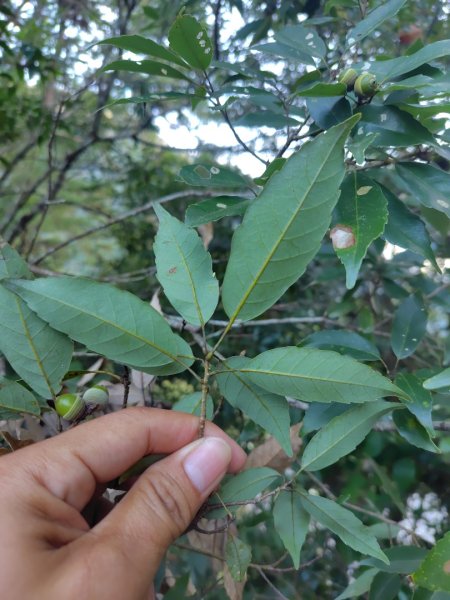 唐麻丹山 蝴蝶谷2918779