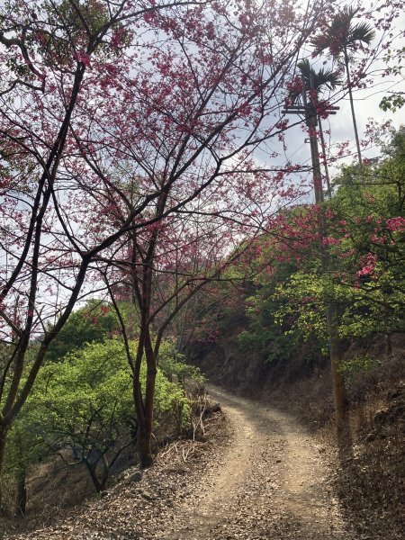 20260214三竹縱走;三腳南山+竹仔尖山3001702