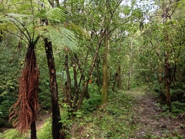 雙溪區后番子坑古道+后番子坑山+平湖東步道+大坑山+下內平林山+上內平林步道出平水2972940