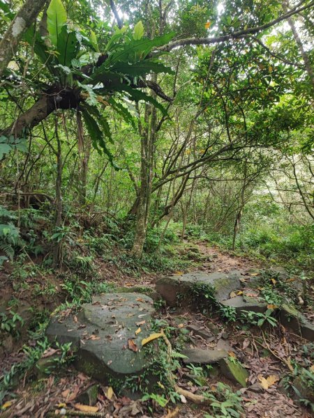 草嶺古道-踢不爛大地遊戲2477984