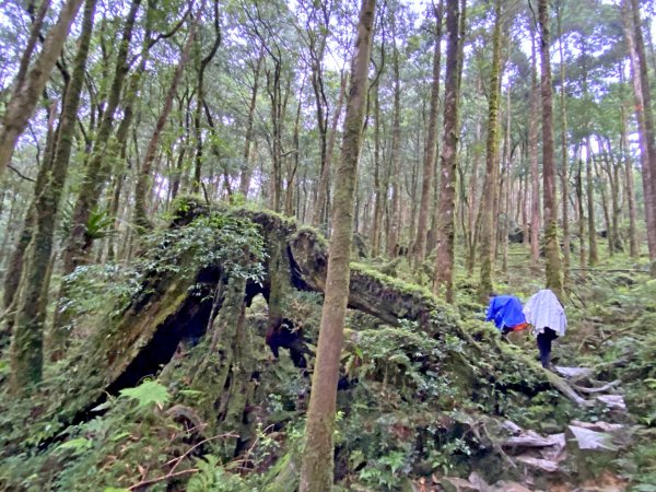 再訪美麗夢幻的17歲少女松蘿湖    1025803