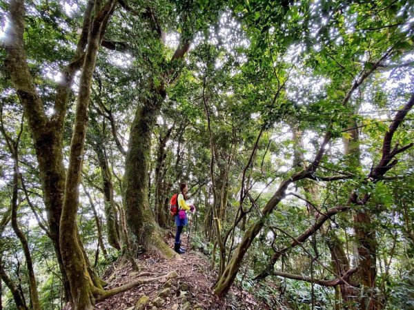 仙山～八仙古道小O973870