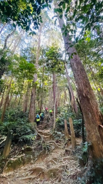 北得拉曼內鳥嘴山賞黃金山毛櫸、神木、雲海2647838