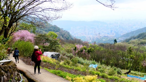 《蝶戀花・賞墨染櫻》2716459