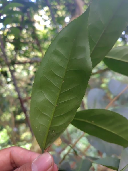 多納六秀 京大山2957525